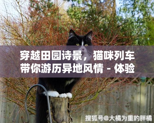 穿越田园诗景，猫咪列车带你游历异地风情 - 体验独特的旅途乐趣与治愈时光